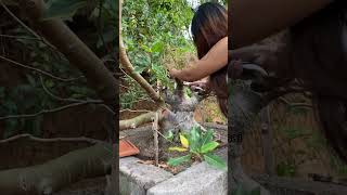 Ficus Racemosa ‼️ bonsai bonsaitree bonsaigarden nature bonsaiasia [upl. by Trinia919]