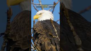 BALD EAGLE shorts eagle birds unique ytshorts [upl. by Maleeny]