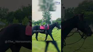 LUNGING  Horse on the bit Develop hind muscle horse how reels [upl. by Sletten94]