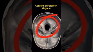 Content of Foramen Magnum 💀mbbslife utubeshorts neet anatomy bones skull dentist [upl. by Siegel849]