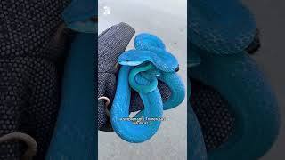 Les 5 plus beaux serpents du monde 🐍😍 ep2 [upl. by Argyres465]