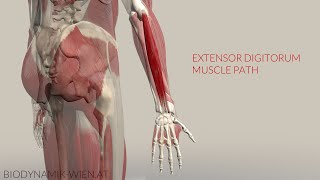 Extensor Digitorum Longus Musclepath Origin Insertion 3D Animation [upl. by Delphina897]