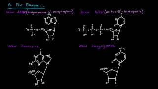 Naming Nucleotides and Nucleosides [upl. by Kalila]