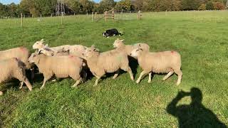 Sheepdog Training  Training to Whistles Early Stages [upl. by Aihsei390]