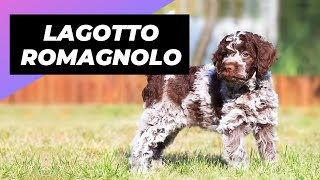 Lagotto Romagnolo 🐶 One Of The Rarest Dog Breeds In The World shorts [upl. by Sualk]