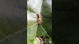 Life cycle of butterfly Caterpillars are part of life cycle of butterfly insect butterflynature [upl. by Florenza]