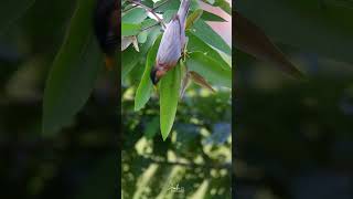 Brahminy starling activity [upl. by Pepi234]