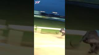 Greyhound racing 480m 🥇🏆🍀 [upl. by Yerffej]