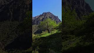 large mountain in font of green grass hill slope with tree at windy sunny summer day [upl. by Utica]