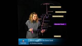 Blood Supply of the Lower Limb [upl. by Ivah]