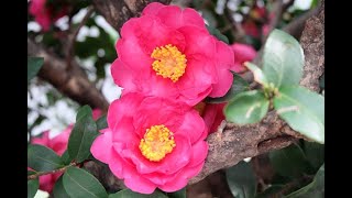 Growing Sasanqua Camellias for Fall amp Winter Flowers [upl. by Holbrooke]