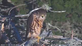 SharpShinned Hawk Perched at Santa Cruz Island Bald Eagle Nest 1132024 exploreorg [upl. by Anilat]