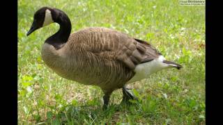 goose song [upl. by Norty]