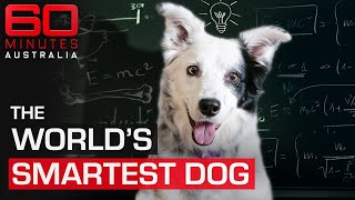 Meet the smartest dog in the world  60 Minutes [upl. by Hen]