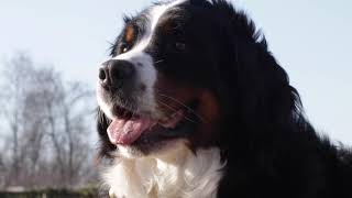 Razza Bovaro Del Bernese [upl. by Eolhc]