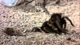 Tarantula vs Pepsis Wasp [upl. by Micheal]