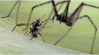 Attaque Araignée tégénaire contre une guèpe wasp battle wih a large spider  macro [upl. by Adnawyek405]