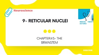 Reticular nuclei  CHAPTER5 THE BRAINSTEM [upl. by Caia]