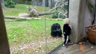 Chimp dancing with 2 year old and dad [upl. by Aible903]