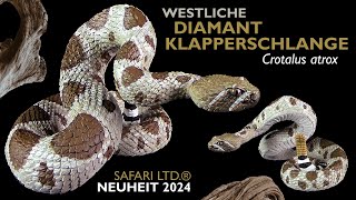 Safari Ltd ® Westliche Diamant Klapperschlange  Crotalus atrix  Western Diamondback Rattlesnake [upl. by Nissy12]