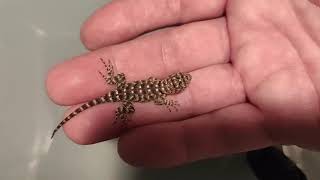 Hatching granite spiny lizards Sceloporus orcutti [upl. by Weidner]