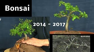 Bonsai vom Sämling zum Bonsai Doku Weißdorn [upl. by Nancee]