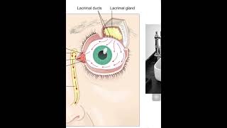 5 Lacrimal apparatus I [upl. by Hermy903]