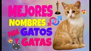 Los Mejores Nombres para Gatos y Gatas [upl. by Nasaj739]