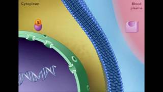 Mechanism of STEROID HORMONE action [upl. by Grey229]