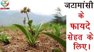 जटामांसी के फायदे – Jatamansi Spikenard Benefits in Hindi [upl. by Baten557]