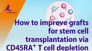 How to improve grafts for stem cell transplantation via CD45RA T cell depletion [upl. by Ohs595]