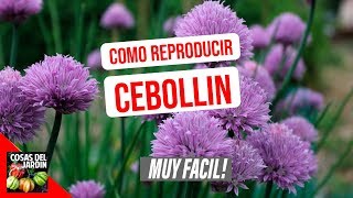 COMO REPRODUCIR CEBOLLINO O CIBOULETTE POR SEMILLA Y DIVISION DE MATA [upl. by Belva]