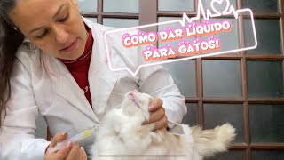 Como dar remédiomedicamento líquido para gatos  nível fácil e médio 💉 💦  😸 [upl. by Acker]