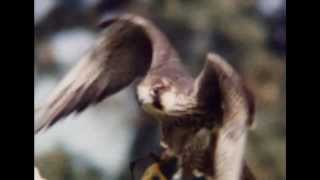 NATIONAL GEOGRAPHIC  DOCUMENTARIO UCCELLI RAPACI ITA DOCUMENTARY BIRDS OF PREY ASSASSINI VOLANTI [upl. by Canon]