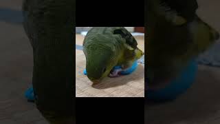 マラカスを気にいったが何をしたいのか分からないサザナミインコ セキセイインコ budgies bird インコ parrot Lineolated parakeet [upl. by Cairns]