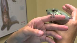 Whites Tree Frog Examined  Exotic Pet Vet [upl. by Norahc255]