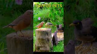 TIVI For Pets Beautiful Birds of All Kinds  Cat TV amp Dog TV 4K [upl. by Yelnahs]