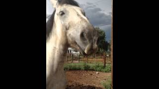 Aubie the horse loves to have his belly scratched [upl. by Htelimay]