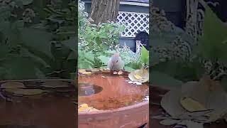 This lady red bellied woodpecker enjoying a drink birds [upl. by Noemad71]