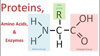 Proteins amp Enzymes honors biology [upl. by Bertina]