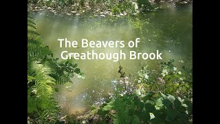 Beavers in the Forest of Dean [upl. by Aiseneg]