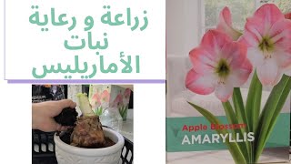 العناية و طريقة زراعة نبات الأماريليس Amarillys plant care [upl. by Misha383]