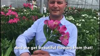 Hilverda De Boer  Tesselaar Alstroemeria grower visit [upl. by Fen]