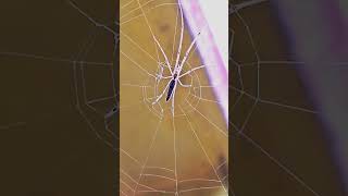 Long jawed orb weaver spider shortsvideo insectopedia123 Insectopedia123 [upl. by Yelekreb]