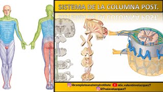 VÍAS ASCENDENTES DE LA MÉDULA ESPINAL  SISTEMA DE LA COLUMNA POSTERIOR LEMNISCAL MEDIAL [upl. by Dirraj]