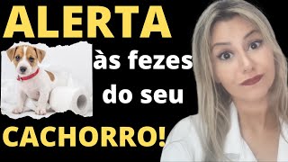 Sinais de alerta no coco do seu cachorro O que o cocô do seu cachorro diz sobre a saúde dele [upl. by Novaat385]