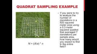 Quadrat sampling and population dispersion [upl. by Marigolde]