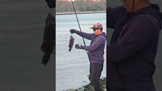 blackfish fishing  cape cod canal [upl. by Alexine]