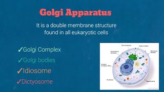 Golgi complex structure composition and functionscell biology [upl. by Luy]