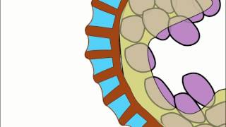 The fern sporangium catapult [upl. by Negrom]